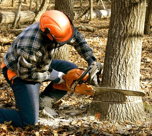 Tree Removal in Columbia Falls, ME